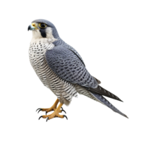 AI generated Falcon bird clip art png