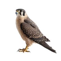 AI generated Falcon bird clip art png