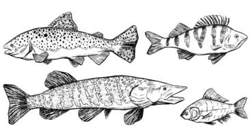 Trout, Perch, Pike, Crucian collection isolated on white. Set of hand drawn vector illustration. Realistic ink sketches of river fish. Outline vintage graphic elements for design, print, card, poster.