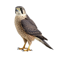 AI generated Falcon bird clip art png