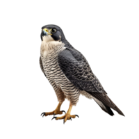 AI generated Falcon bird clip art png