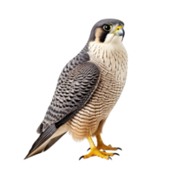 AI generated Falcon bird clip art png