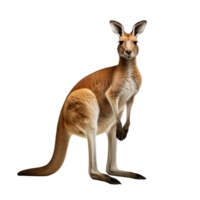 AI generated Kangaroo clip art png