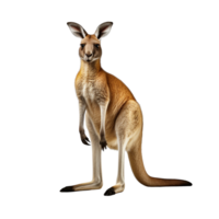 AI generated Kangaroo clip art png