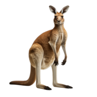 AI generated Kangaroo clip art png