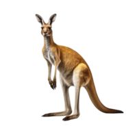 AI generated Kangaroo clip art png