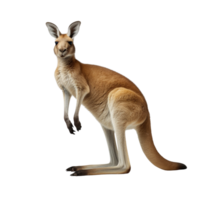 AI generated Kangaroo clip art png