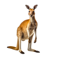 AI generated Kangaroo clip art png