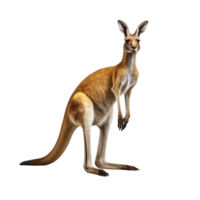 ai gegenereerd kangoeroe klem kunst png