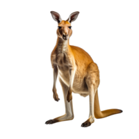 AI generated Kangaroo clip art png