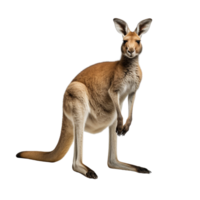 AI generated Kangaroo clip art png