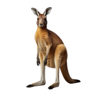 AI generated Kangaroo clip art png