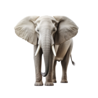 ai generato elefante clip arte png