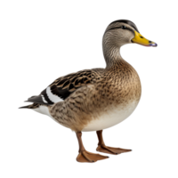 AI generated Duck clip art png