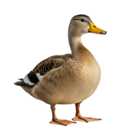 AI generated Duck clip art png