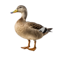 AI generated Duck clip art png