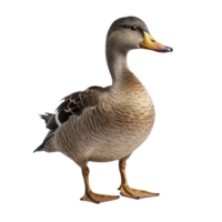 ai généré canard agrafe art png