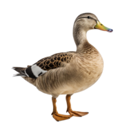 ai généré canard agrafe art png