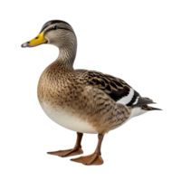 AI generated Duck clip art png