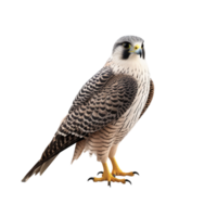 AI generated Falcon bird clip art png