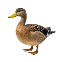 AI generated Duck clip art png