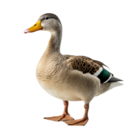 AI generated Duck clip art png