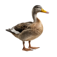 AI generated Duck clip art png