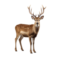 AI generated Deer clip art png