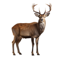 AI generated Deer clip art png