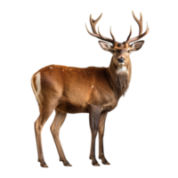 AI generated Deer clip art png