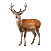 AI generated Deer clip art png