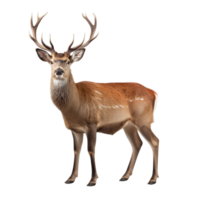 AI generated Deer clip art png