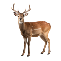 AI generated Deer clip art png