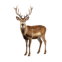 AI generated Deer clip art png