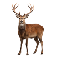 AI generated Deer clip art png