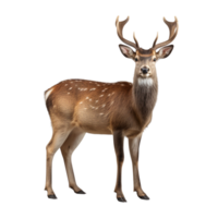 AI generated Deer clip art png