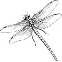 Damselfly Coloring Pages For Kids and Toddlers vector