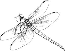 Damselfly Coloring Pages For Kids and Toddlers vector