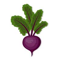 Vegetable organic beets cartoon illustration vector