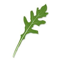 Vegetable arugula rocket leaf cartoon illustration vector