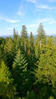 fpv fuco volante vicino per pino alberi nel il montagne. video