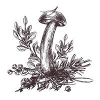 Mushrooms forest boletus with grass, blueberries, moss and cone. Graphic botanical illustration hand drawn in brown ink. For recipes, packaging, autumn festival, harvest. Isolated composition vector