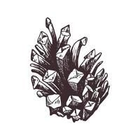 Pine cone is brown. Graphic botanical illustration hand drawn in brown ink. Isolated object vector