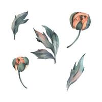 Flowers, peony buds in peach fuzz, orange, red, coral with stem and leaves, beautiful, retro styled. Hand drawn watercolor illustration. Set of elements isolated from background. vector