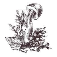 Mushrooms forest boletus with grass, blueberries, moss and cone. Graphic botanical illustration hand drawn in brown ink. For recipes, packaging, autumn festival, harvest. Isolated composition vector