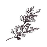 Twig with leaves and blueberries, wild, forest berries, autumn. Graphic botanical illustration hand drawn in brown ink. Isolated object vector