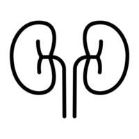 Human nephron organ, kidneys icon vector