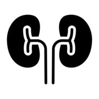 Human nephron organ, kidneys icon vector