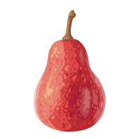 Vector illustration, red anjou pear, isolated on white background.