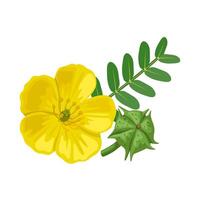 Vector illustration, Tribulus terrestris,also called goat's head, bindii, bull's head, burra gokharu, bhakhdi, caltrop, cat's head, devil's thorn, isolated on white background.